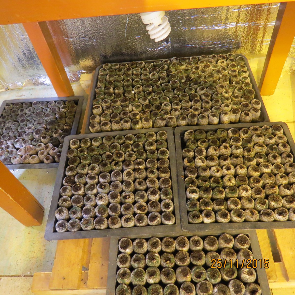 Valsts_policija's tweet image. Aizturēts marihuānas ražotāju tīkls un likvidētas trīs audzētavas.

Plašāk: facebook.com/media/set/?set…