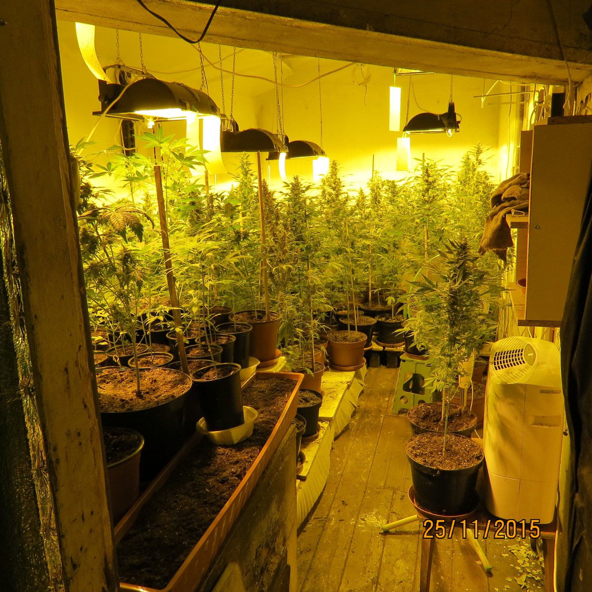 Valsts_policija's tweet image. Aizturēts marihuānas ražotāju tīkls un likvidētas trīs audzētavas.

Plašāk: facebook.com/media/set/?set…