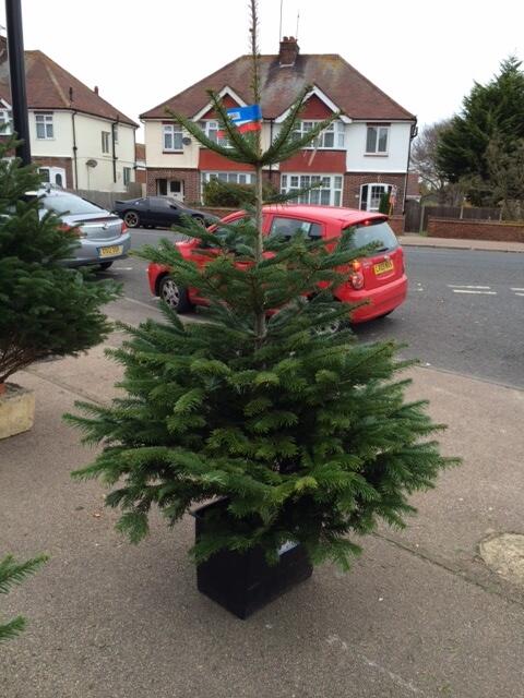 RealFloristsUK's tweet image. The christmas #trees have arrived! Why not pop down to #simplyfloral and grab yourself a #beautiful real tree!