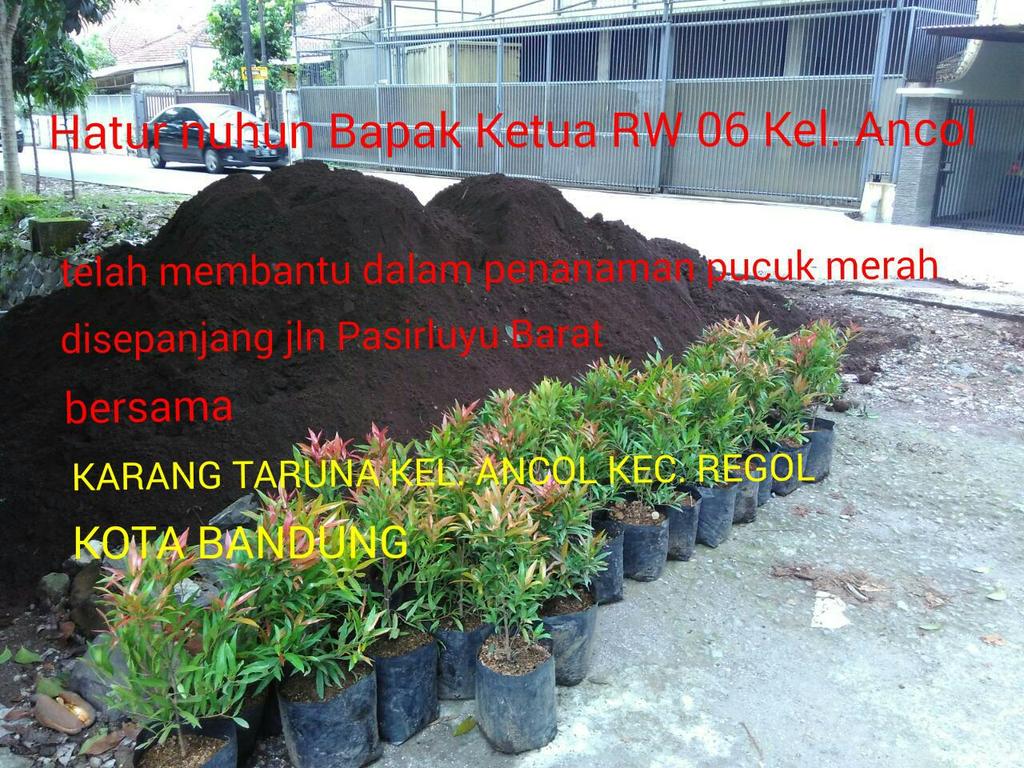 AncolKarta's tweet photo. Today - penanaman pucuk merah di Pasirluyu Barat kel.Ancol @ridwankamil @DiskominfoBdg @fikisatari @dispertapa_bdg https://t.co/s8G7W1iwls