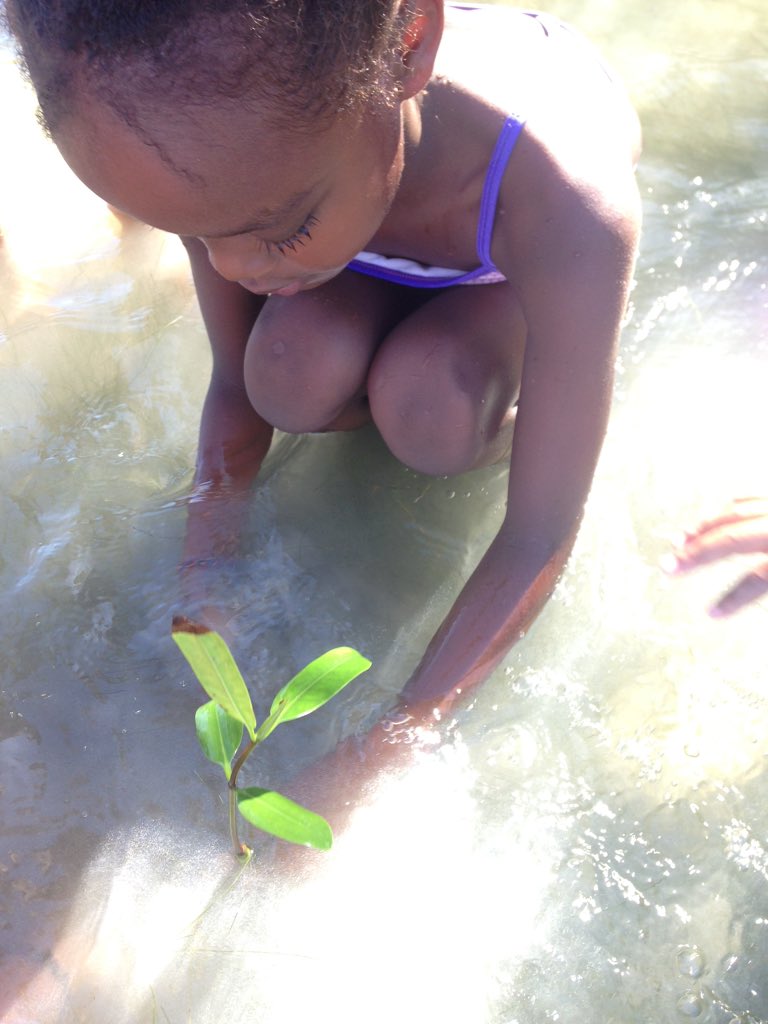 LasTerrenasIS's tweet photo. Hands on learning with a mangrove reforest #lasterrenasinternationalschool #LTIS https://t.co/3agAF18KSB
