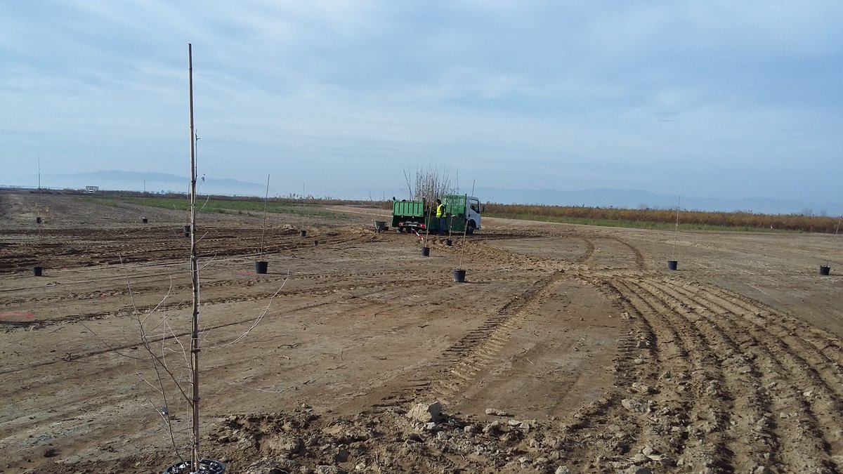 eferrerpont1's tweet photo. Fem el replanteig del bosc de ribera a la finca El Violí #Life #deltalagoon @incasolcat https://t.co/5oS0O2F37g https://t.co/4fUIt5BZZ2