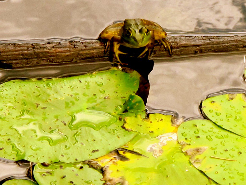 Another wonderful poem from another wonderful Extract(s) alum--Sandra Kolankiewicz. dailydoseoflit.com/2015/12/15/poe…