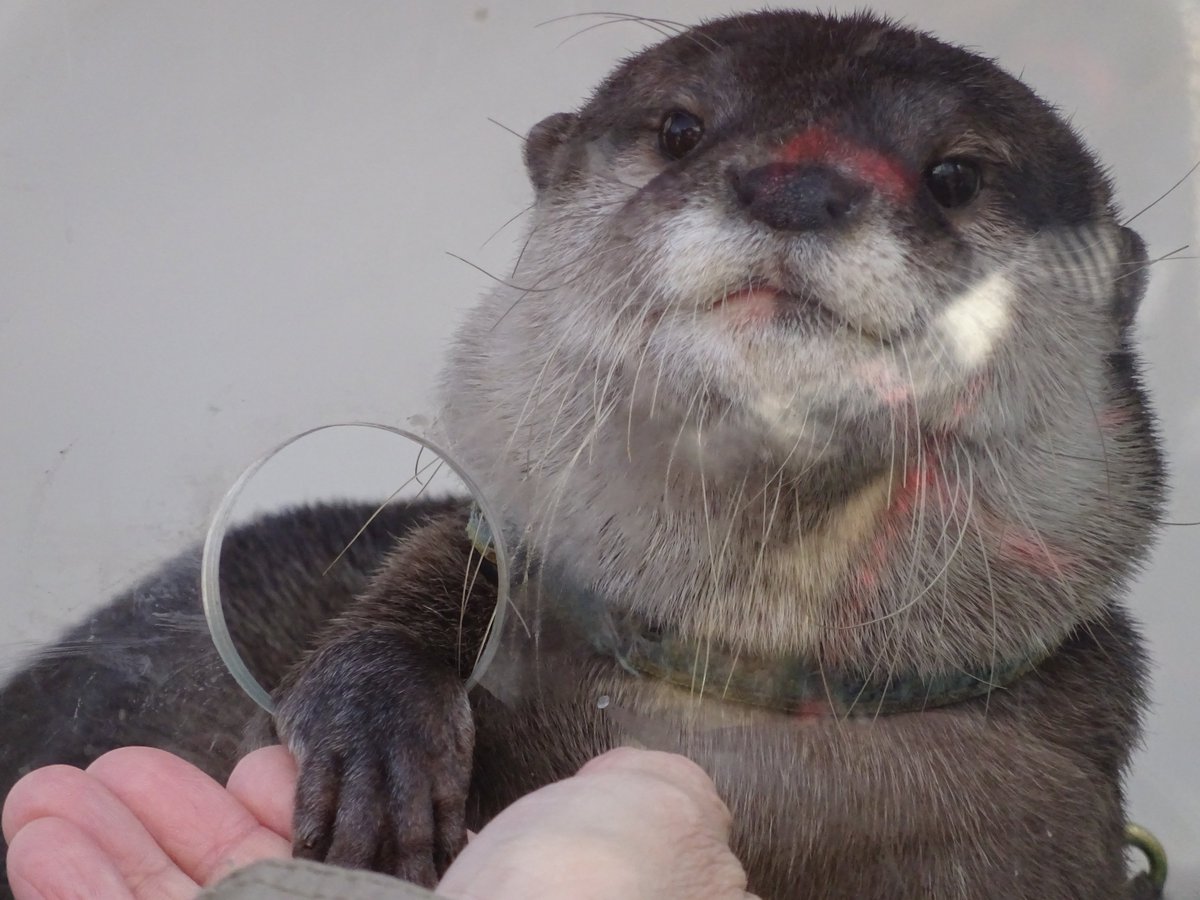 花桃 つんつんタッチでドヤ顔やまと サンシャインでボクと握手 カワウソ コツメカワウソ サンシャイン水族館 12 09 T Co 5ax7lbjpqc Twitter