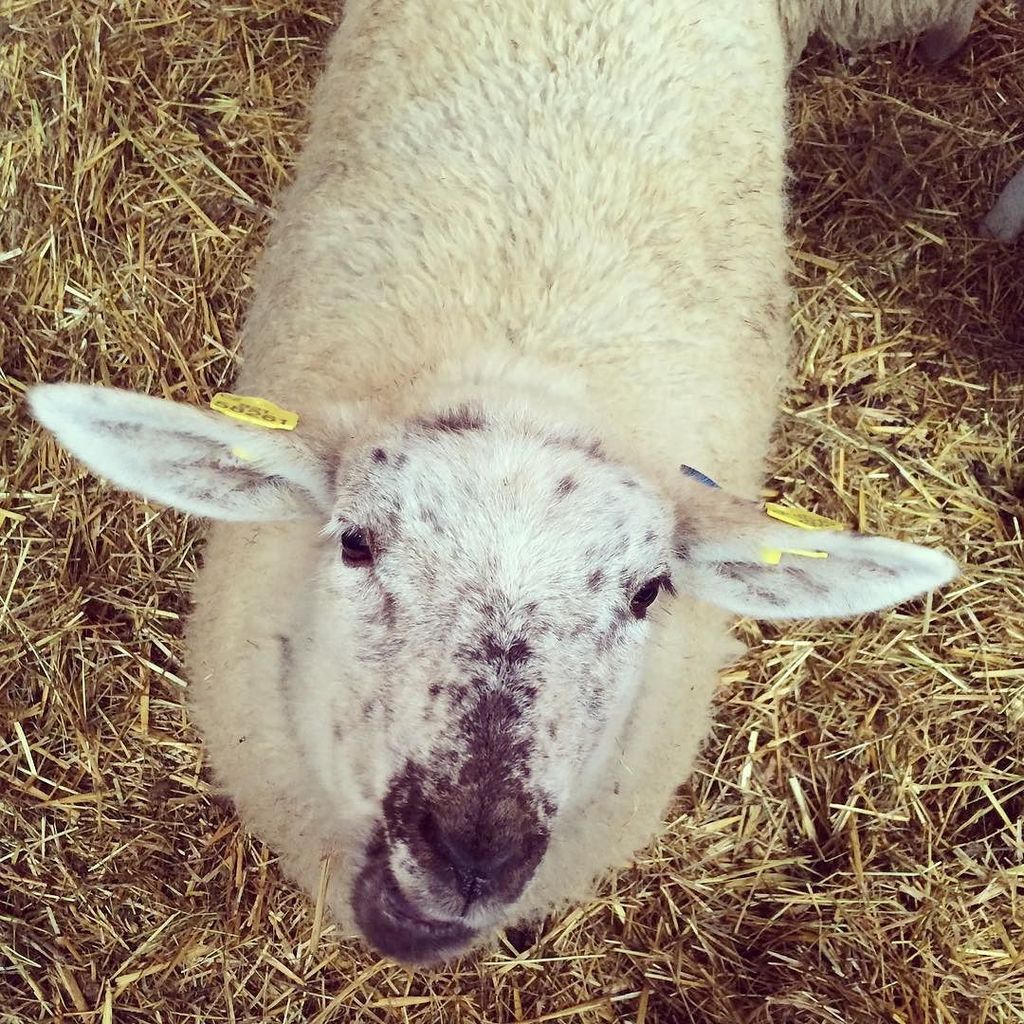 InstaPrague's tweet photo. Jednou takhle na václaváku #ovecka #sheep #betlem #vanoce #xmas #christmas #animal #justli… https://t.co/x4bqTqqhBW https://t.co/sA9bDDrihk