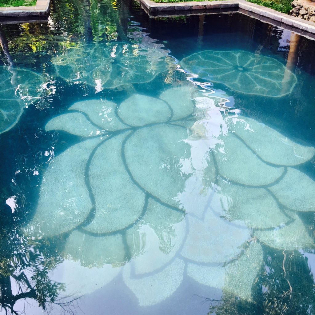 melanierijkers's tweet photo. #brandedcontent #travelblogger #ikzieikzie (c) https://t.co/KGKTqTkOp6 #omunity Lotus pool w. spring water #sudaji https://t.co/UJibX0DkIn