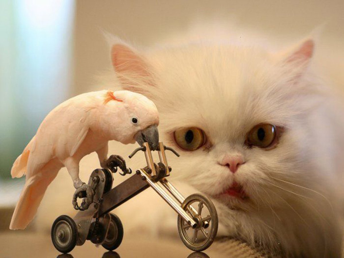 tomcatclassy's tweet photo. Why we love cats! #cats #CatsOfTwitter #kittens #classycats https://t.co/VUkjvl7DZs