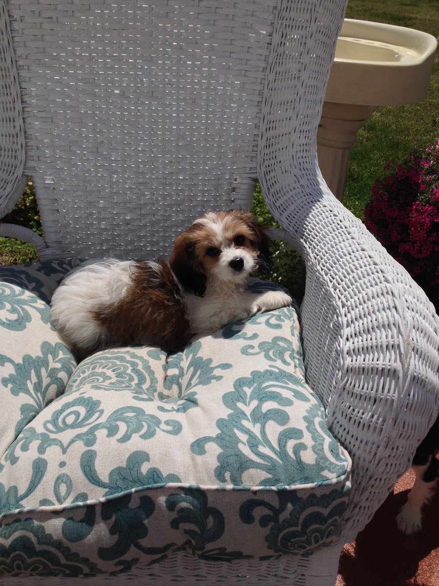 Another Beautiful DC Day for all Dog Lovers! Dog Park Day!