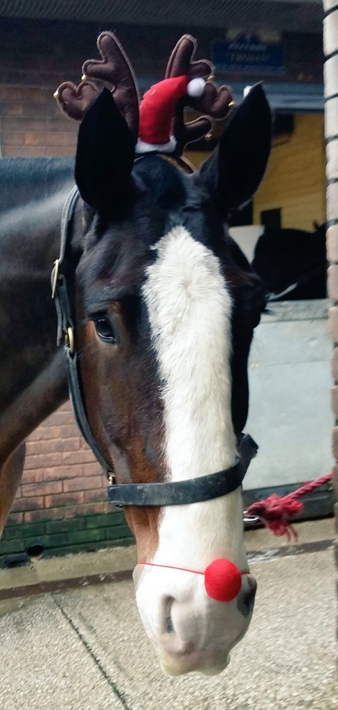 TVP_horses's tweet photo. Odin the'Red Nosed Shire'has a very shiny nose..10 sleeps to Christmas.He can hardly contain his excitement!!
PS3481 https://t.co/AnldLTTx4W