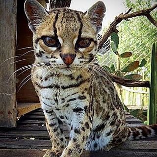 IntoOutdoors's tweet photo. Follow @plannetearth for more amazing wildlife and animals photos @plannetearth 
What is this? Cat? Jaguar? | Photo… https://t.co/85ZabxPPjy