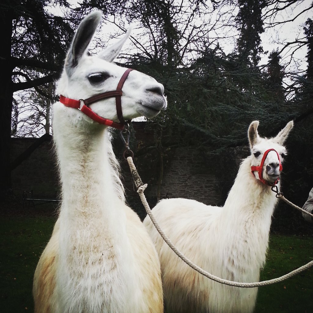 LivingDeadBBC's tweet photo. Llamas all over the set of #TheLivingAndTheDead today! https://t.co/F7A9H7piH8