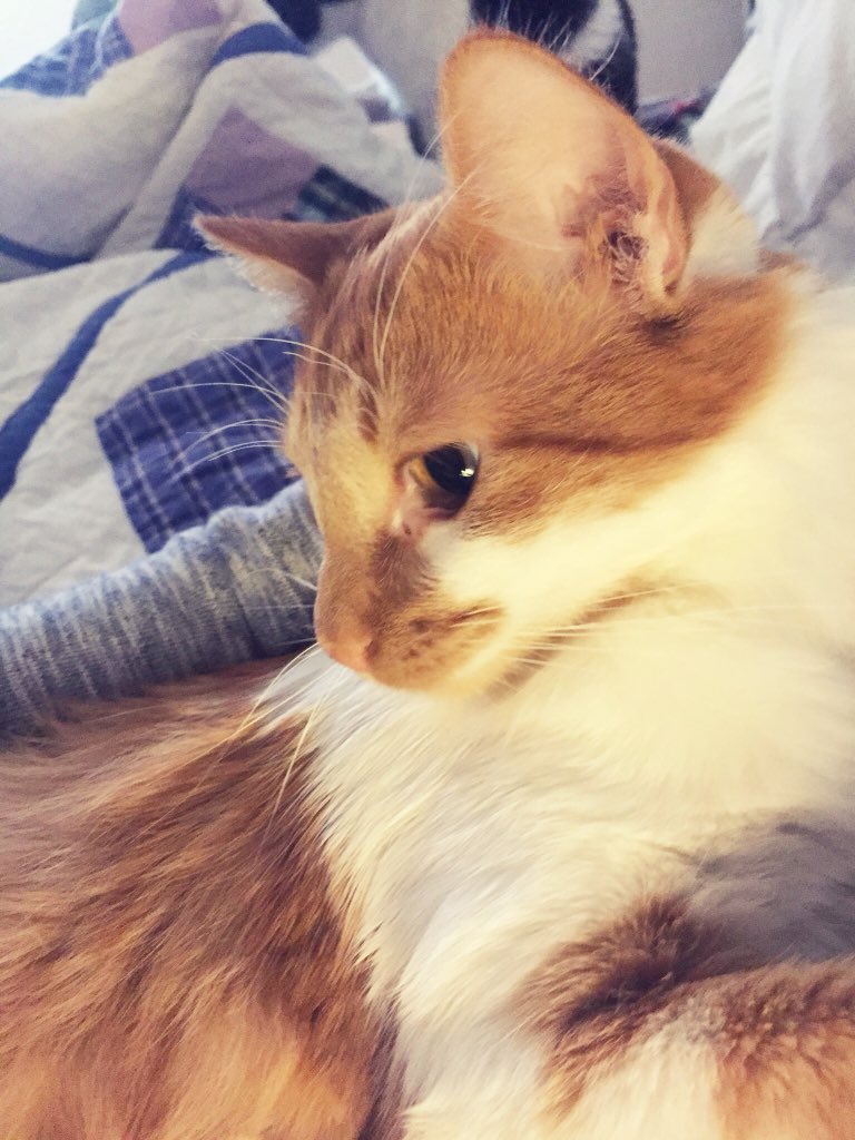 mariadalmazzo's tweet image. Quiero donar mucha comida para los #gatitos así que #YoEstoyAyudanCAT ♥️♥️🐱🐱