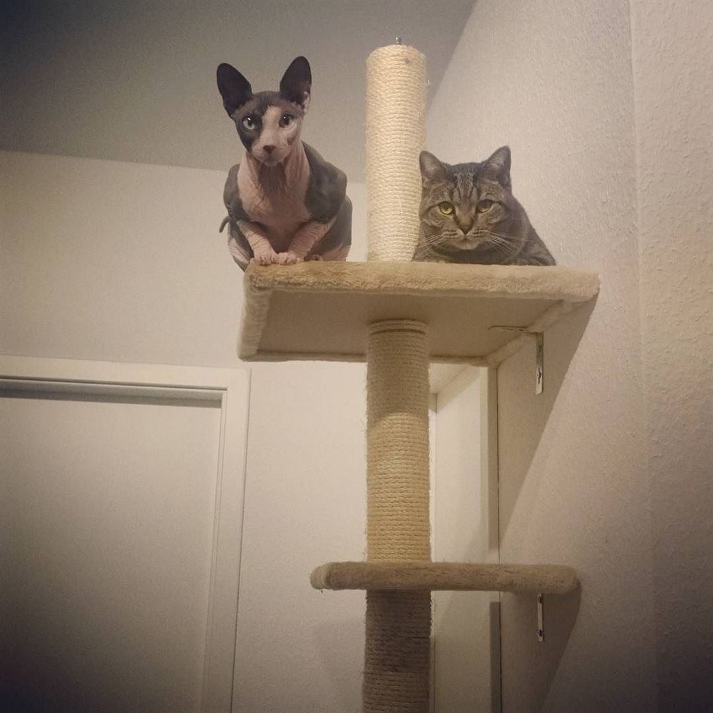 Catstagram's tweet photo. #catstagram #γγ by wuermcheen https://t.co/ezROOsK5rC #sphynxlove #sphynx #sphynxcat #nacki #nacktkatze #cat #catoβ¦ https://t.co/DPsBhXAz5R