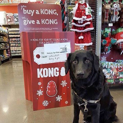 petco kong