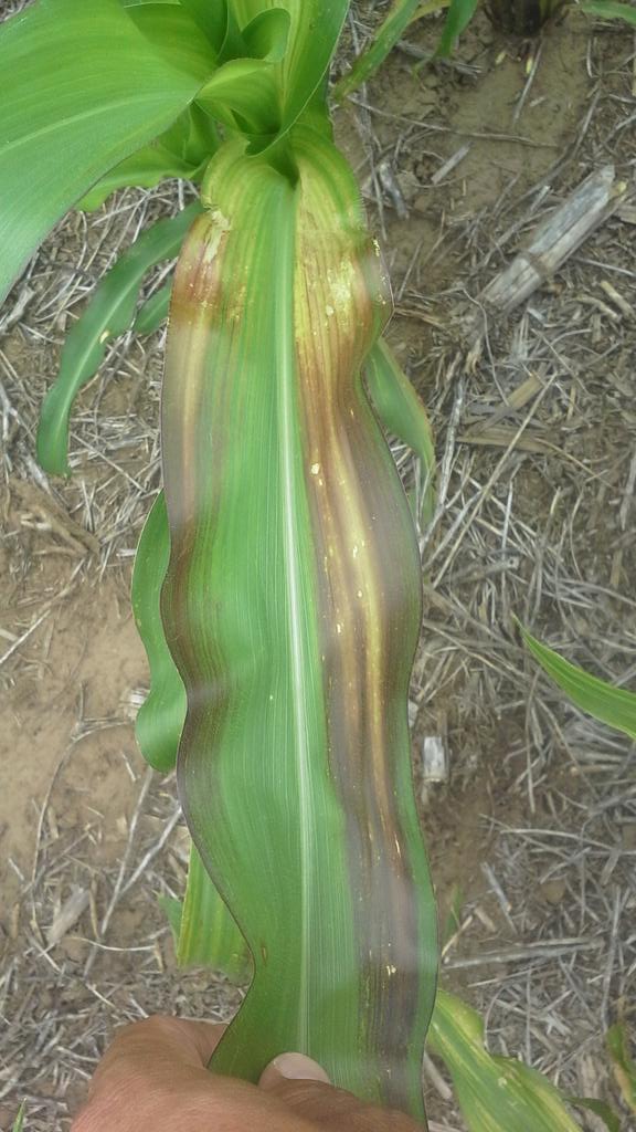 Agrotestigo's tweet photo. Posible síntomas de "deficiencia de fósforo" en hojas de maíz de 1º. General Cabrera-Cba. https://t.co/uPU1snaa1F