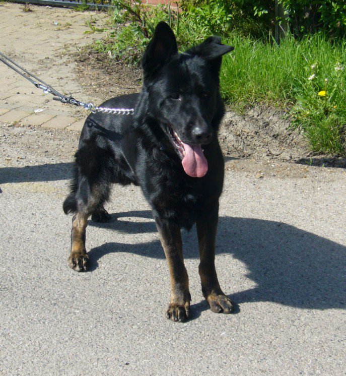 gsrescueelite's tweet photo. 5yr old Barney has special needs so needs a special home
#dogs
#Cornwall
#GSD
https://t.co/3fgJIb9Ot9 https://t.co/wtLSHyKnDM