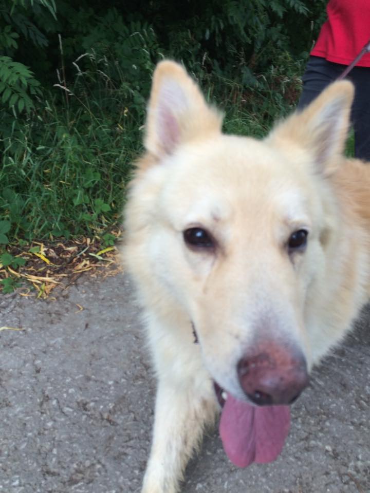gsrescueelite's tweet photo. 5yr old Jack has been waiting for a home since April :(
#dogs
#Cornwall
#GSD
https://t.co/QxF7lbrJ3N https://t.co/YnssWQ9EUY