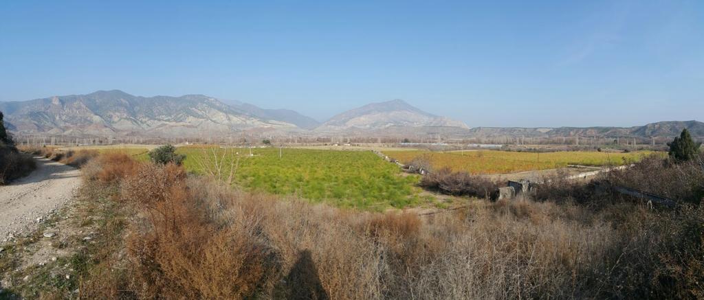 Fall in asparagus farm :)