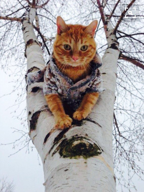 MariaLeal322's tweet photo. ☃✨❄️Stay Warm❄️✨☃ https://t.co/ty7DKfVV59
