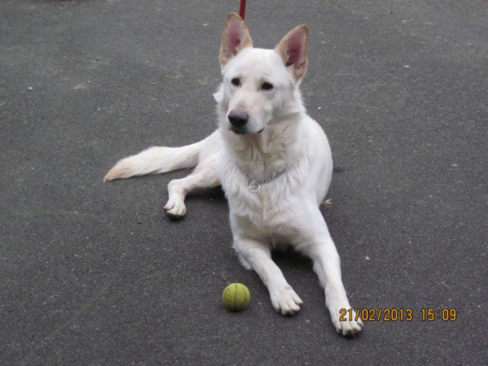 gsrescueelite's tweet photo. 4yr old Baz is a friendly lad who just needs some rules 
#dogs
#Cornwall
#GSD
https://t.co/VAM0g5SQuo https://t.co/NIQ2zPXo8D