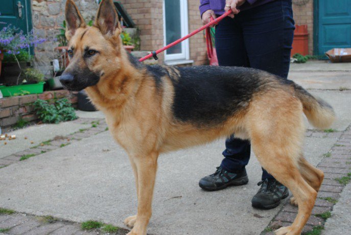 gsrescueelite's tweet photo. This handsome lad is 20mth old Riley and he needs a new hooman
#dogs
#Chesterfield
#GSD
https://t.co/n8NwxlaCKe https://t.co/6YJJkXlx4v