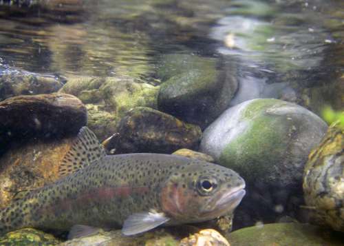 USGSWILDLIFE's tweet image. Study examines how fish might be affected by pharmaceuticals entering rivers and lakes bit.ly/1RPAmtt