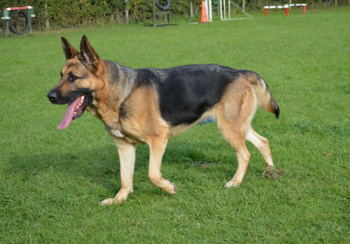 gsrescueelite's tweet photo. 2yr old Goldie is still waiting for that forever home
#dogs
#Bristol
#GSD
https://t.co/W5GHClBwQ9 https://t.co/lBEfRVkKLG