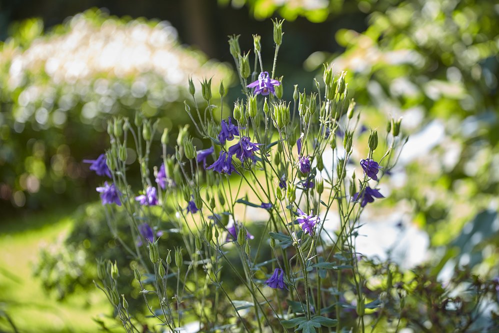 FloreraHeeze's tweet photo. Studie #bodeminbalans, dan heb ik via Florera.nl nog weergalozere natuurrijke #modernetuin tuinklant te bieden. https://t.co/HuL6UhhSSY