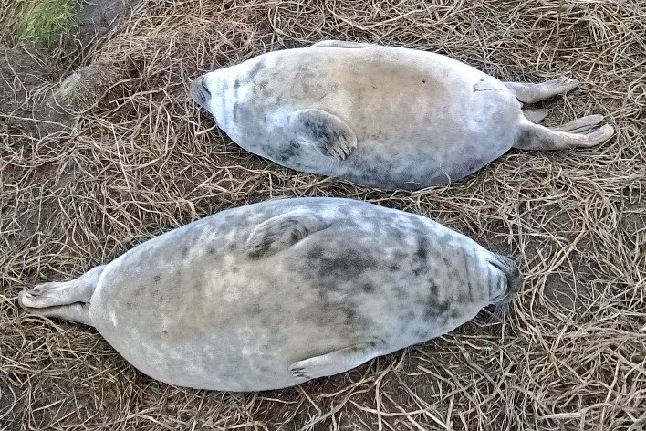 NTFarneIslands's tweet photo. The final seal count of 2015 is in. And the total... 1876 pups. That's 136 up on last year. The colony is thriving! https://t.co/LzviJI2nPu