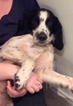 millypod1's tweet photo. #Lost Cocker Spaniel Male
#Yearsley / #Gilling Woods nr #Ampleforth #NorthYorkshire #YO62 https://t.co/kL8LKJOoGQ https://t.co/nQgdead5Az