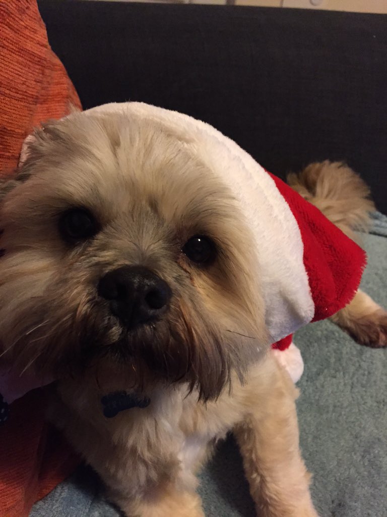 kayjoyd's tweet photo. Watching the dog rescuer at Christmas it's 💔 @RSPCA_official do an amazing job. My rescued little man #1stxmas https://t.co/E1bcWMWSdw