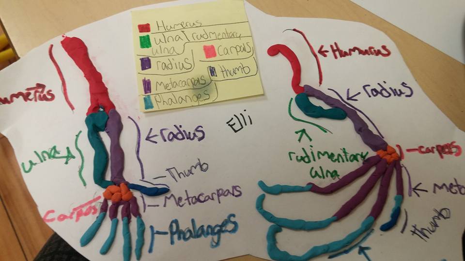 RoomOne2's tweet photo. #scienceprojects are trickling in! Here's Elli's  #skeletal system #coolprojects @NewDundeePublic @wrdsb https://t.co/LmwAq5dLbH