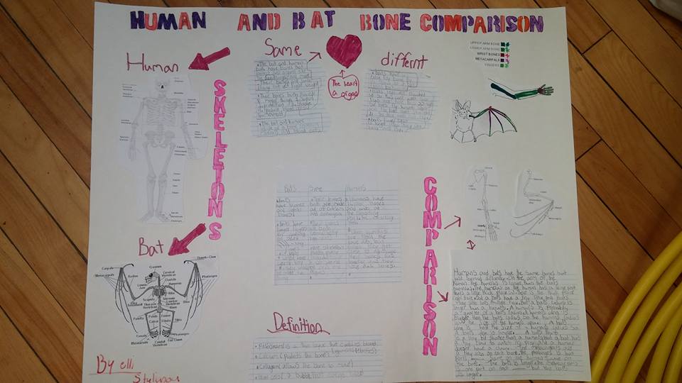 RoomOne2's tweet photo. #scienceprojects are trickling in! Here's Elli's  #skeletal system #coolprojects @NewDundeePublic @wrdsb https://t.co/LmwAq5dLbH
