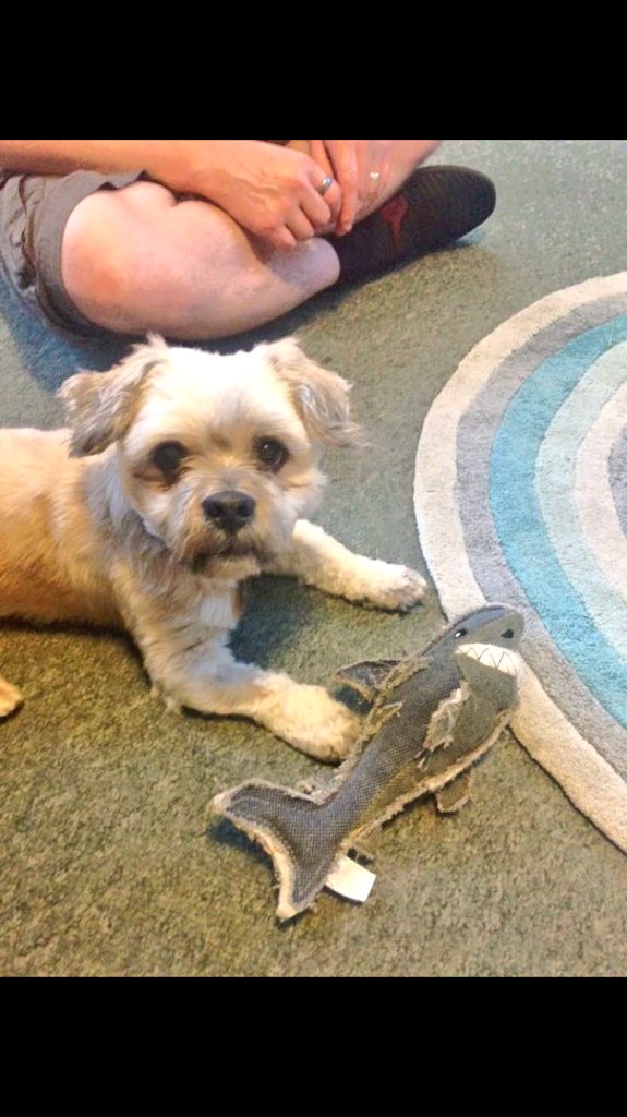kayjoyd's tweet photo. @RSPCASheffield it's been 6months thank you for my little man it's his first Xmas with us 1st day and today https://t.co/2m5yEskkGi