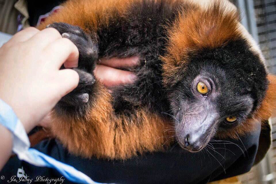 babby farms puppy boutique