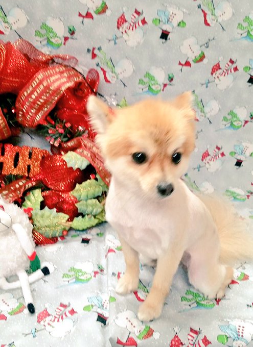 ❤️🎁🎅🏼 https://t.co/n8vNp6Hlnf<a href="/tag/acmawards50"class="tags"><span>#acmawards50</span></a>