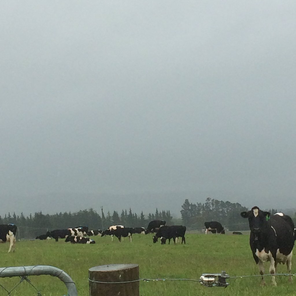 MyMilkNZ's tweet photo. Bit of a misty day here in Southland. Hopefully I can bring it north to Canterbury with me this evening! https://t.co/0NtWChvmwQ