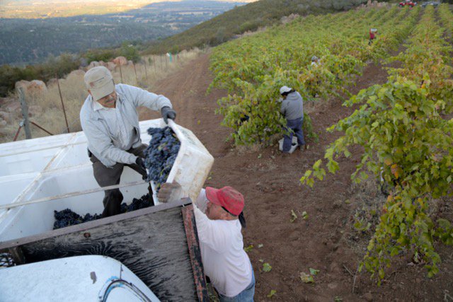 tilthwines's tweet photo. This fruit, from the Devil's Kitchen Vineyard, is going into our 2014 Tilth California Zinfandel tomorrow morning! https://t.co/guK2ouRHAN