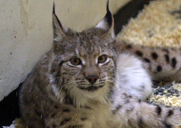 Plans to bring lynx back to Scotland are under fire from landowners: bit.ly/1k0lhax