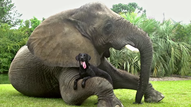 Adweek's tweet image. Here are the 10 brands with the most-shared videos of 2015: adweek.it/1QJRqQK