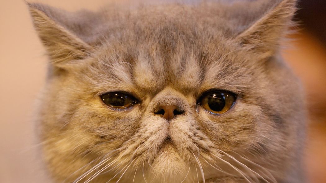 EaterSeattle's tweet photo. Seattle's first cat cafe is here! @meowtropolitan unlocks its doors December 19 https://t.co/EreHtv8HXC https://t.co/fc4S8HUveF