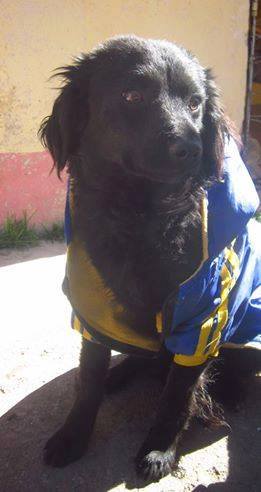 PATITASFELICES's tweet photo. NEGRITO EN ADOPCION, machito de 09 MESES, desparasitado, ESTERILIZADO, es de TAMAÑO PEQUEÑO. https://t.co/mWdlbnmLNS