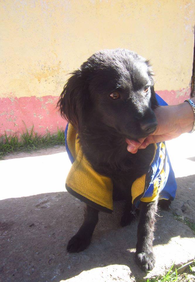 PATITASFELICES's tweet photo. NEGRITO EN ADOPCION, machito de 09 MESES, desparasitado, ESTERILIZADO, es de TAMAÑO PEQUEÑO. https://t.co/mWdlbnmLNS