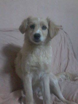 PATITASFELICES's tweet photo. DIMSY EN ADOPCION, hembra de 04 MESES, ESTERILIZADA (no tendrá celo ni cachorros) será de TAMAÑO PEQUEÑO - MEDIANO https://t.co/WbSwXFUIp1