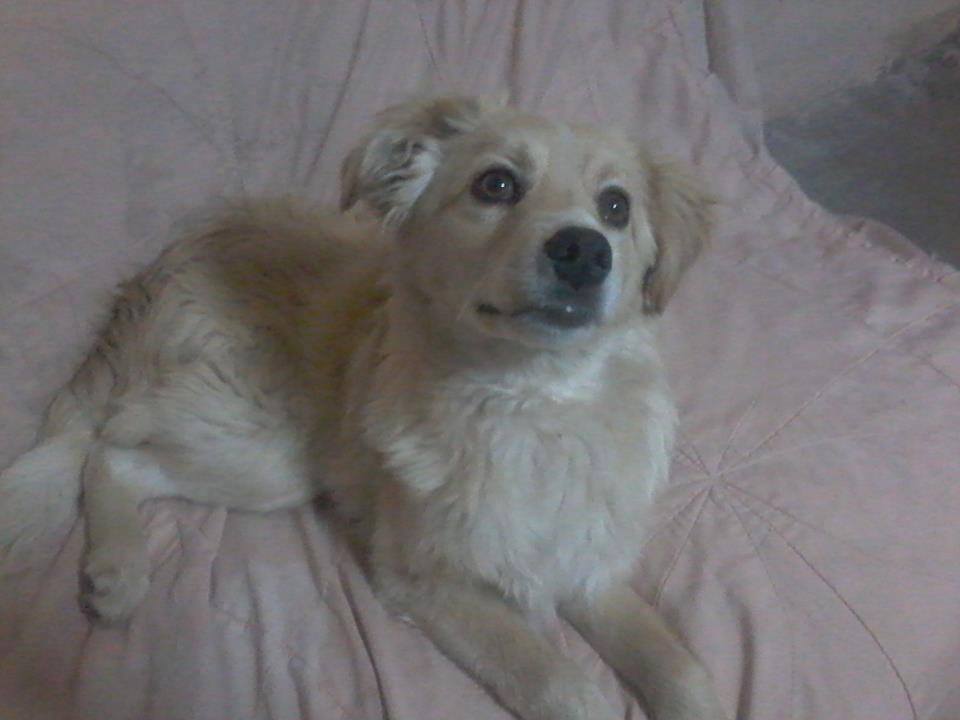 PATITASFELICES's tweet photo. DIMSY EN ADOPCION, hembra de 04 MESES, ESTERILIZADA (no tendrá celo ni cachorros) será de TAMAÑO PEQUEÑO - MEDIANO https://t.co/WbSwXFUIp1