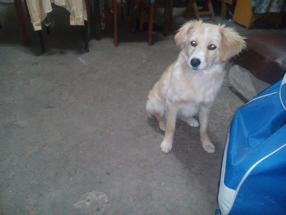 PATITASFELICES's tweet photo. DIMSY EN ADOPCION, hembra de 04 MESES, ESTERILIZADA (no tendrá celo ni cachorros) será de TAMAÑO PEQUEÑO - MEDIANO https://t.co/WbSwXFUIp1