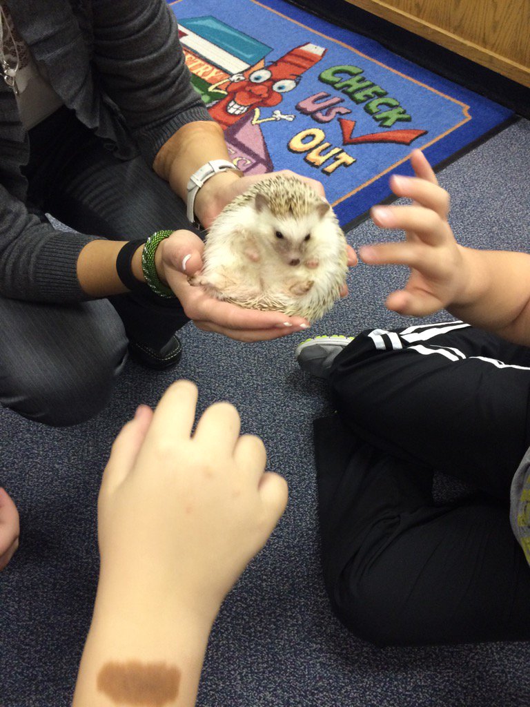 bweatherstx's tweet photo. A big Thank You to Benita Raczka for the surprise visit with her hedgehog Zula today!#leanderisdlib https://t.co/tXGhQn55U0