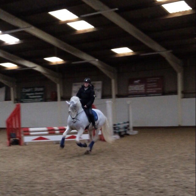 Getting fav used to everything ready for competition season. Different #scenery #win #horses #equine #trainhard