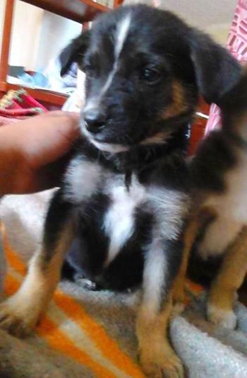 PATITASFELICES's tweet photo. PIMIENTA EN ADOPCION, hembra de 04 MESES, ESTERILIZADA (no tendrá celo ni cachorros) será TAMAÑO PEQUEÑO - MEDIANO https://t.co/Uevpyycj3t