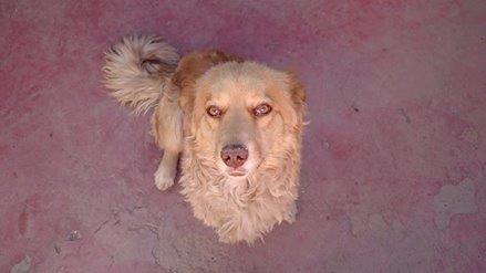 PATITASFELICES's tweet photo. PRINCESA EN ADOPCION, hembra de 01 AÑO, ESTERILIZADA (no tendrá celo ni cachorros) de TAMAÑO PEQUEÑO https://t.co/rntY6Qxfwd
